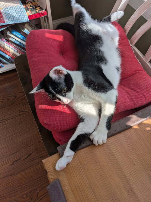 picture of the cat needing adoption