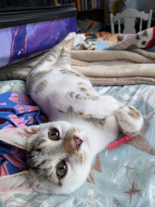Toodles