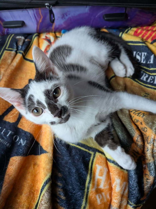 Clarabelle, a cat for adoption from Piedmont Animal Rescue