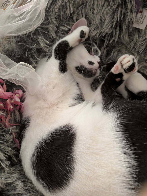 Photo 2 of Clarabelle