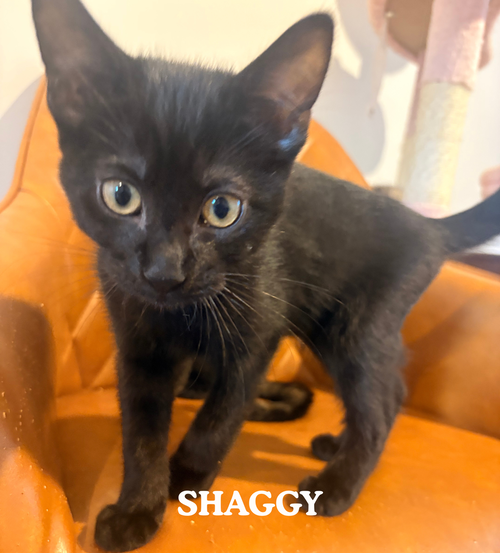 Shaggy