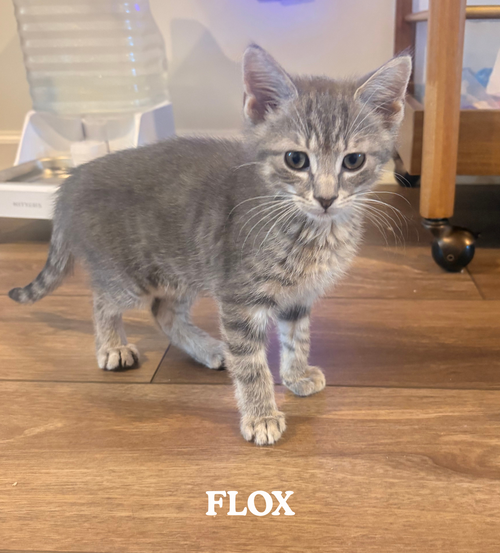 Flox