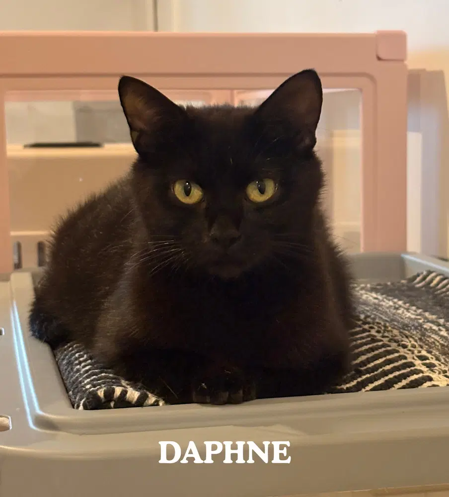 Daphne - Domestic Short Hair