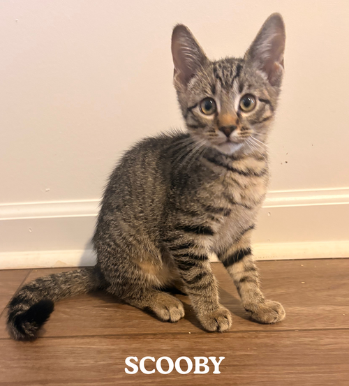 Scooby