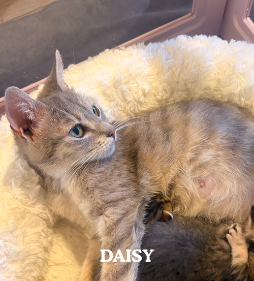 Daisy