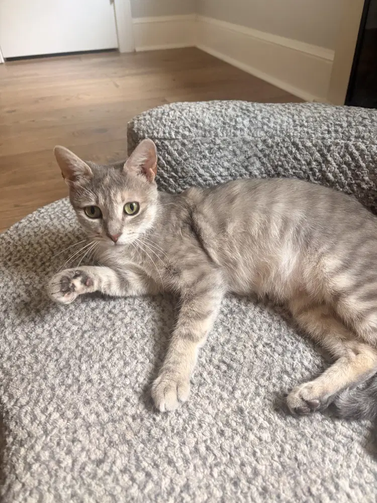Daisy - Domestic Short Hair