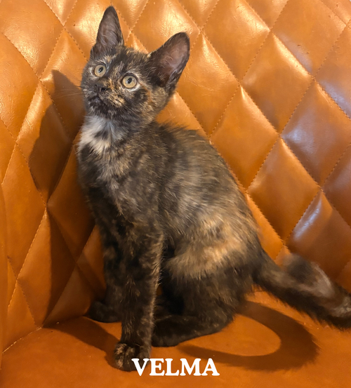 Velma