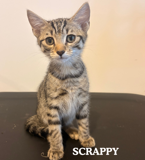 Scrappy