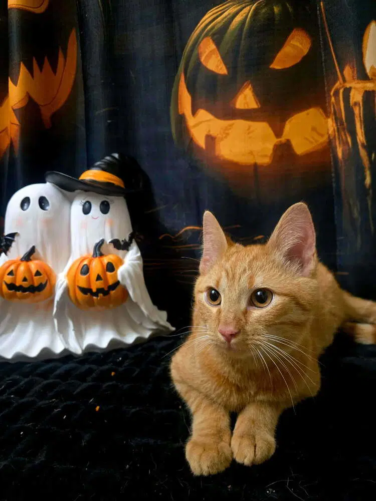 Dipper - Domestic Short Hair