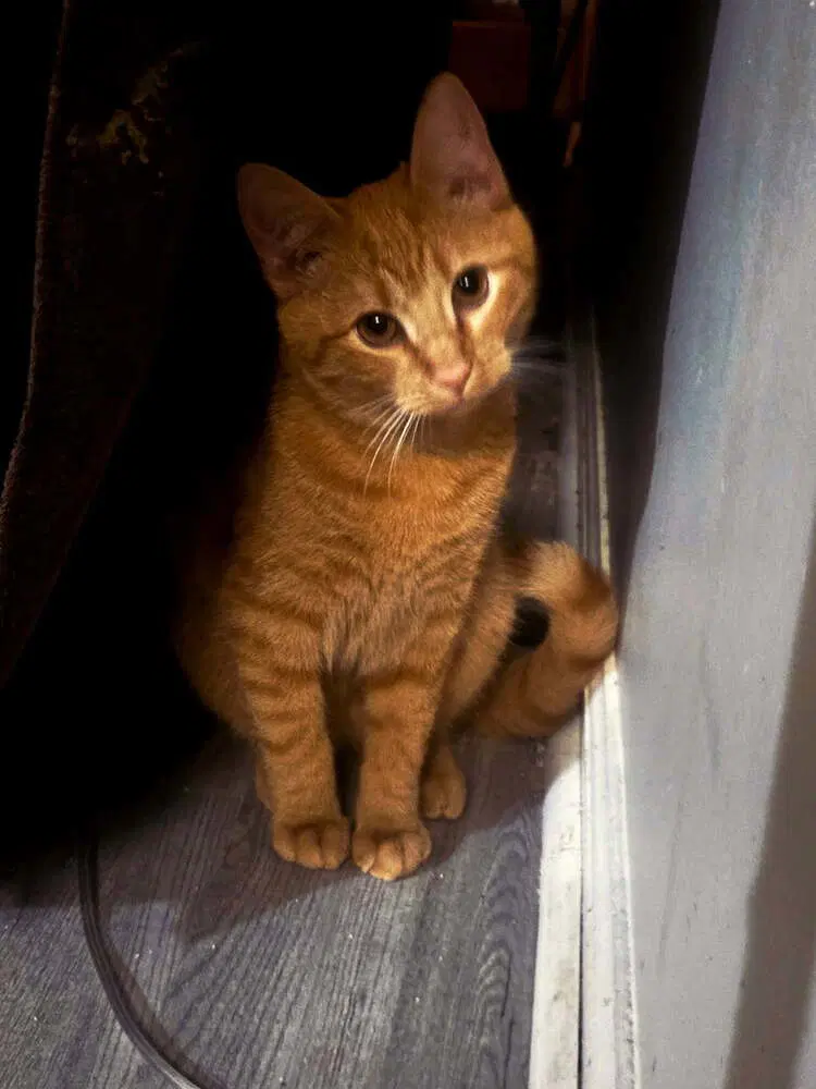 Dipper - Domestic Short Hair