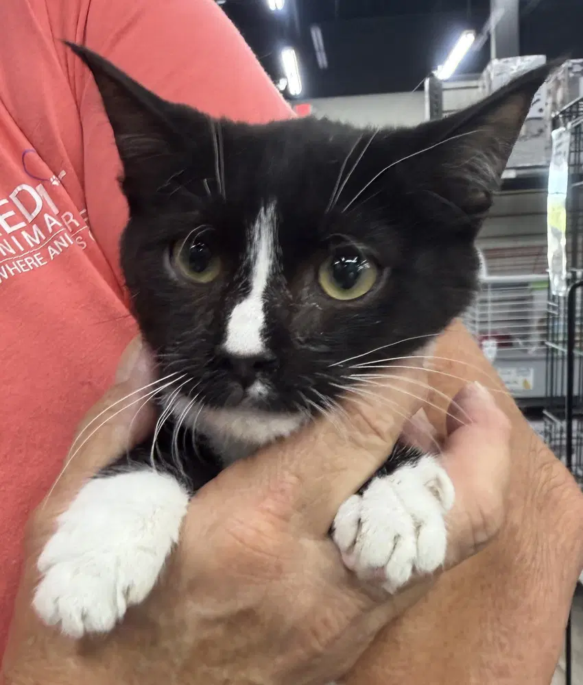 Zig - Domestic Short Hair