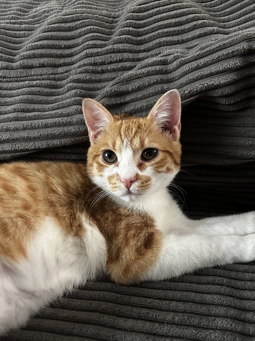 Dobby, a cat for adoption from Piedmont Animal Rescue