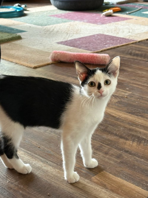 Freckle, a cat for adoption from Piedmont Animal Rescue