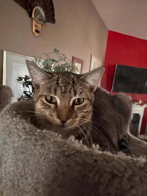 Luna, a cat for adoption from Piedmont Animal Rescue