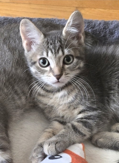 BRUNO - Domestic Short Hair available for adoption
