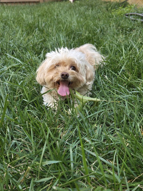 BISCUIT - Poodle (unknown type) available for adoption