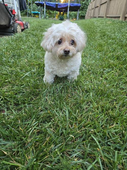 BISCUIT - Poodle (unknown type) available for adoption