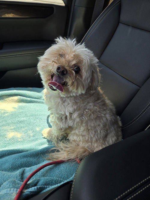 Biscuit, photo 3