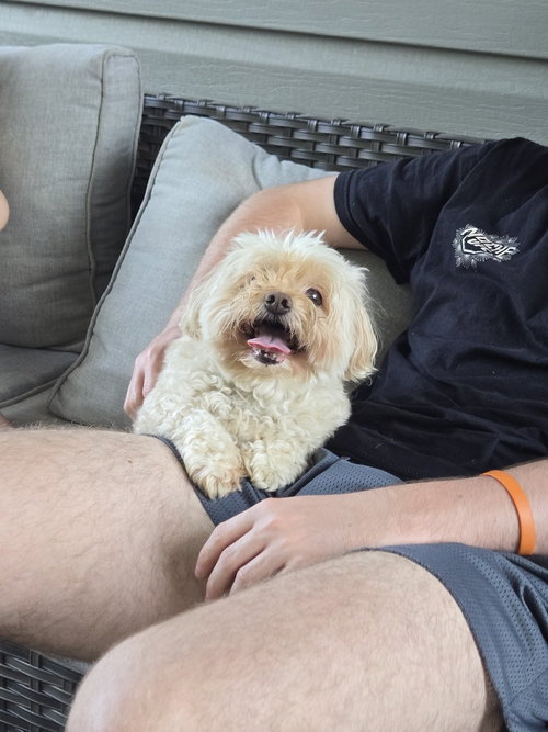 Biscuit, photo 4