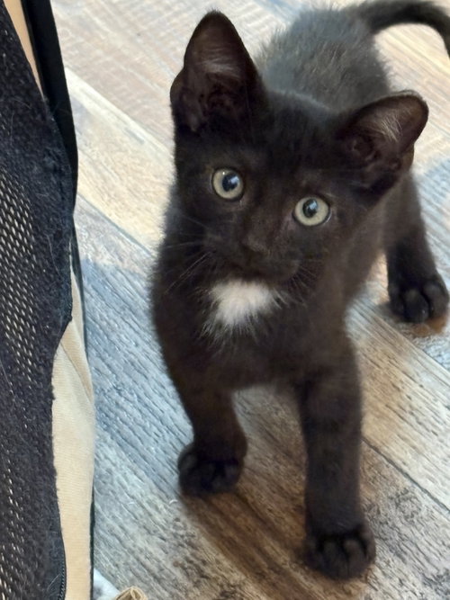 Spot, a cat for adoption from Piedmont Animal Rescue