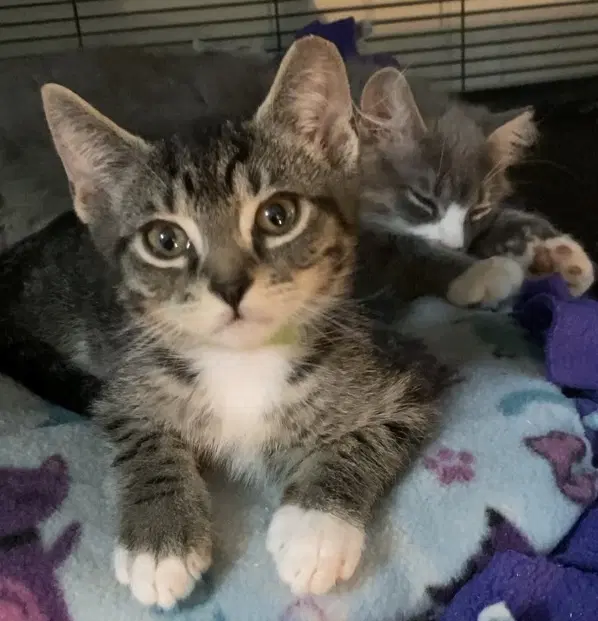 Whiskey - Domestic Short Hair
