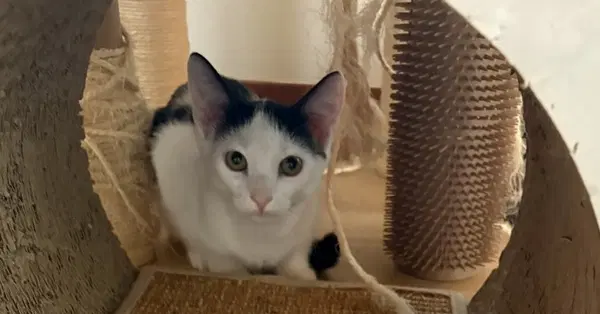 Pigtail - Domestic Short Hair