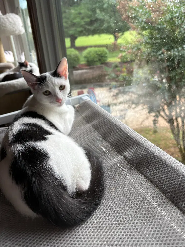 Pigtail - Domestic Short Hair