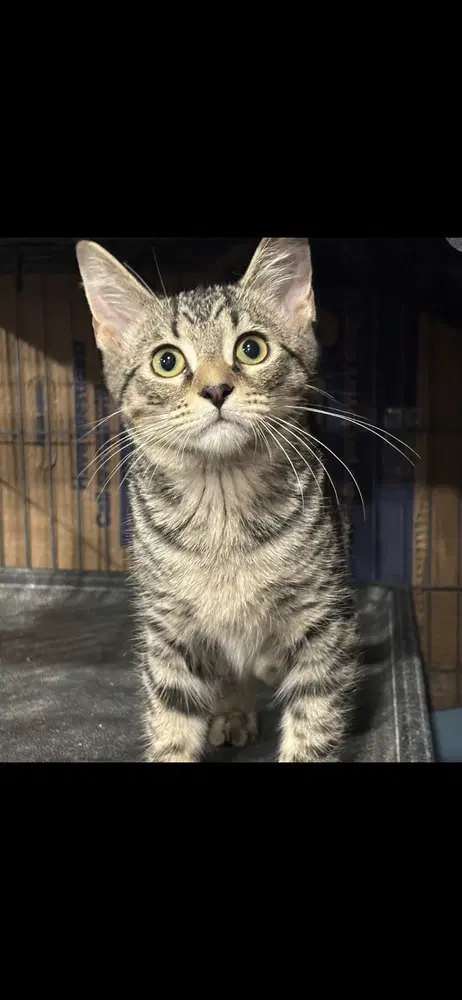 Pepper - Domestic Short Hair