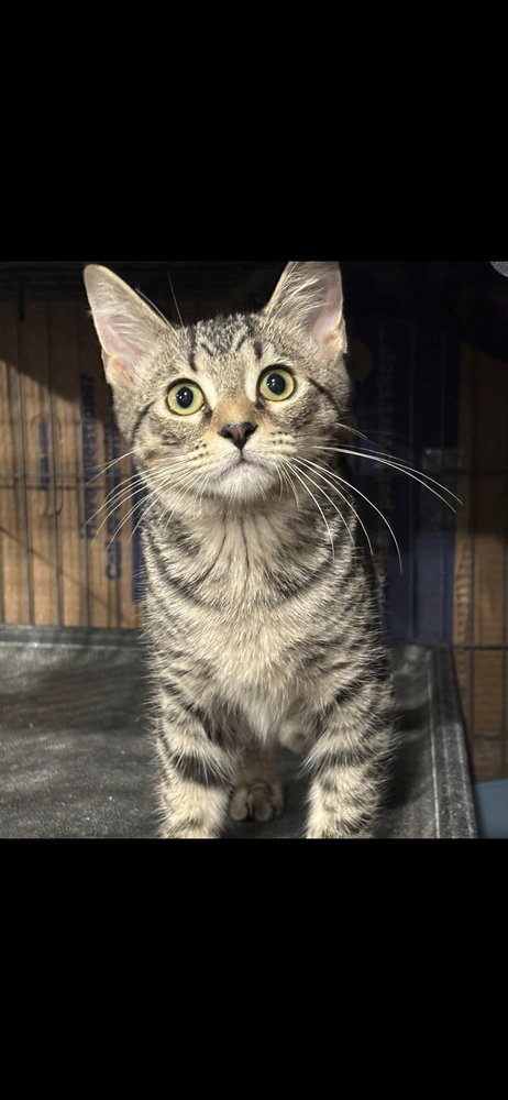 Pepper, a cat for adoption from Piedmont Animal Rescue
