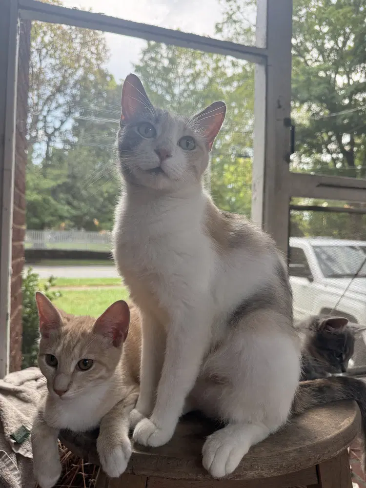 June Dilute Calico - Domestic Short Hair