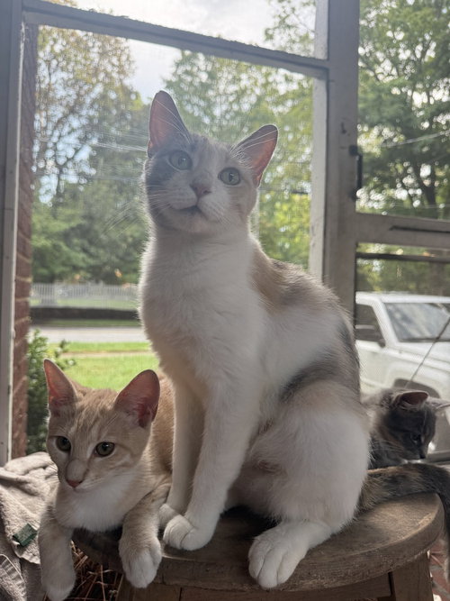 JUNE (DILUTE CALICO) - Domestic Short Hair available for adoption
