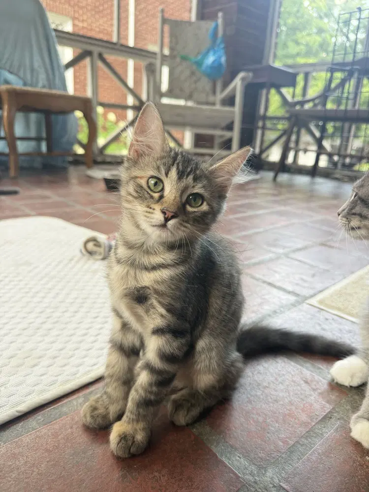 Muffin - Domestic Short Hair