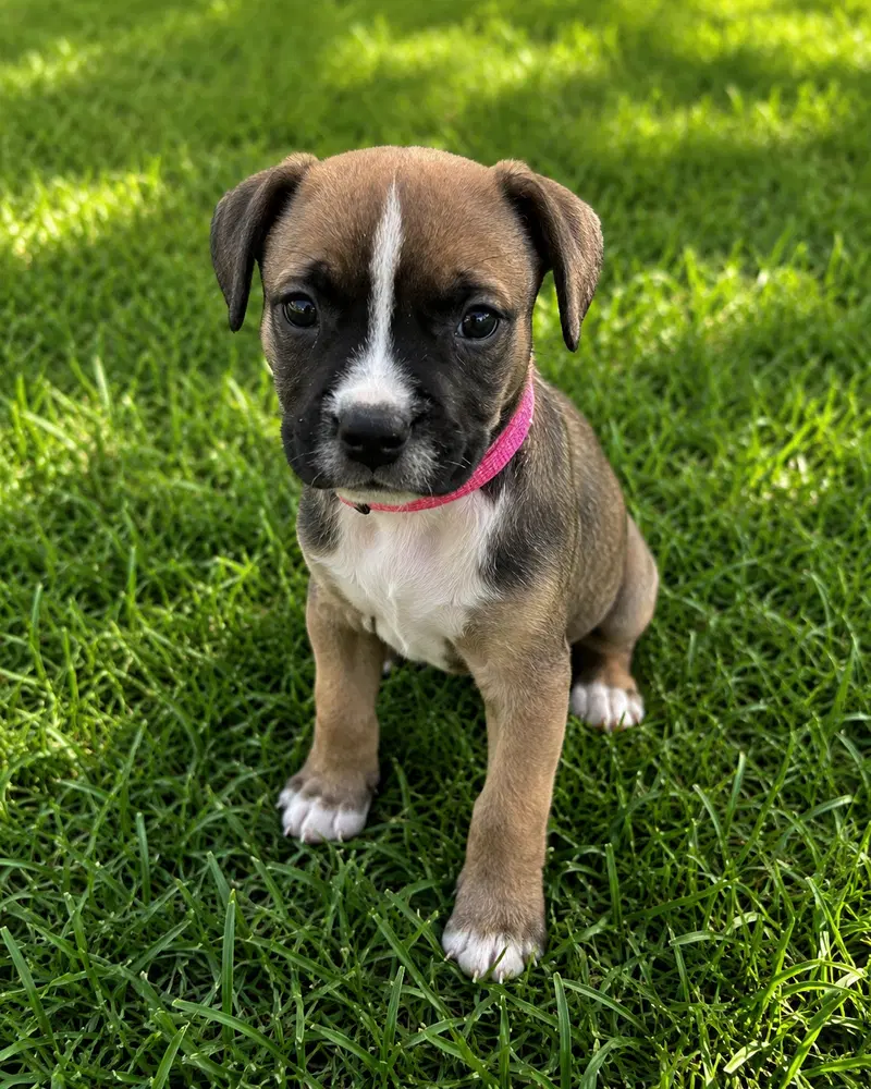 Layla Brooke - Schnauzer
