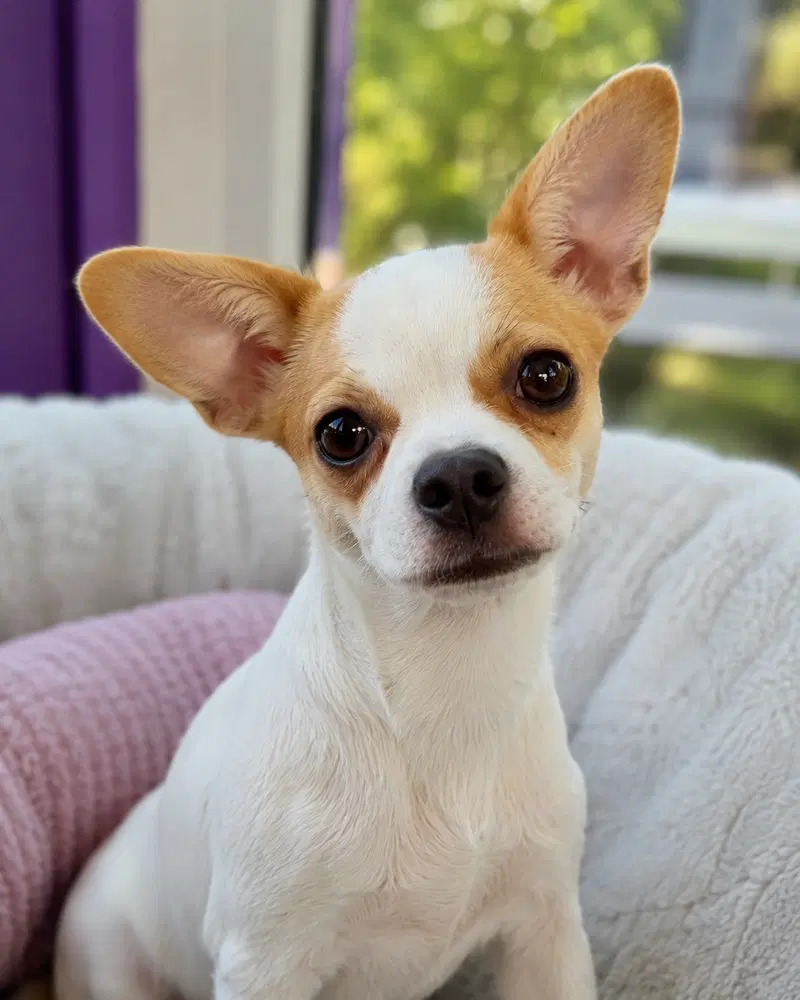 Eevee - Chihuahua