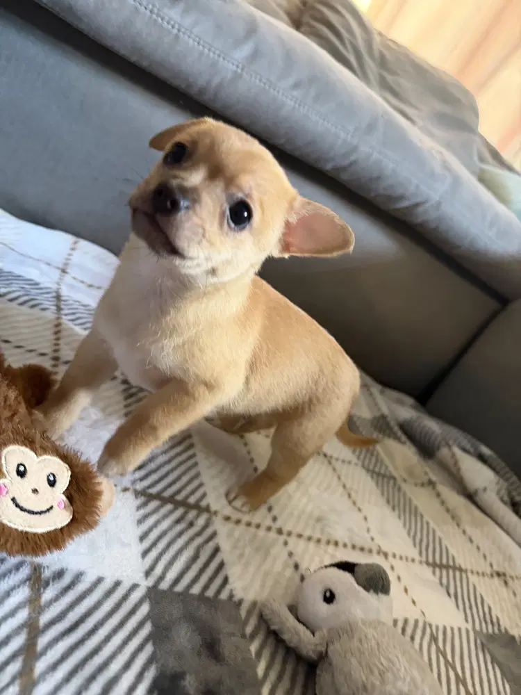 Bandit - Chihuahua