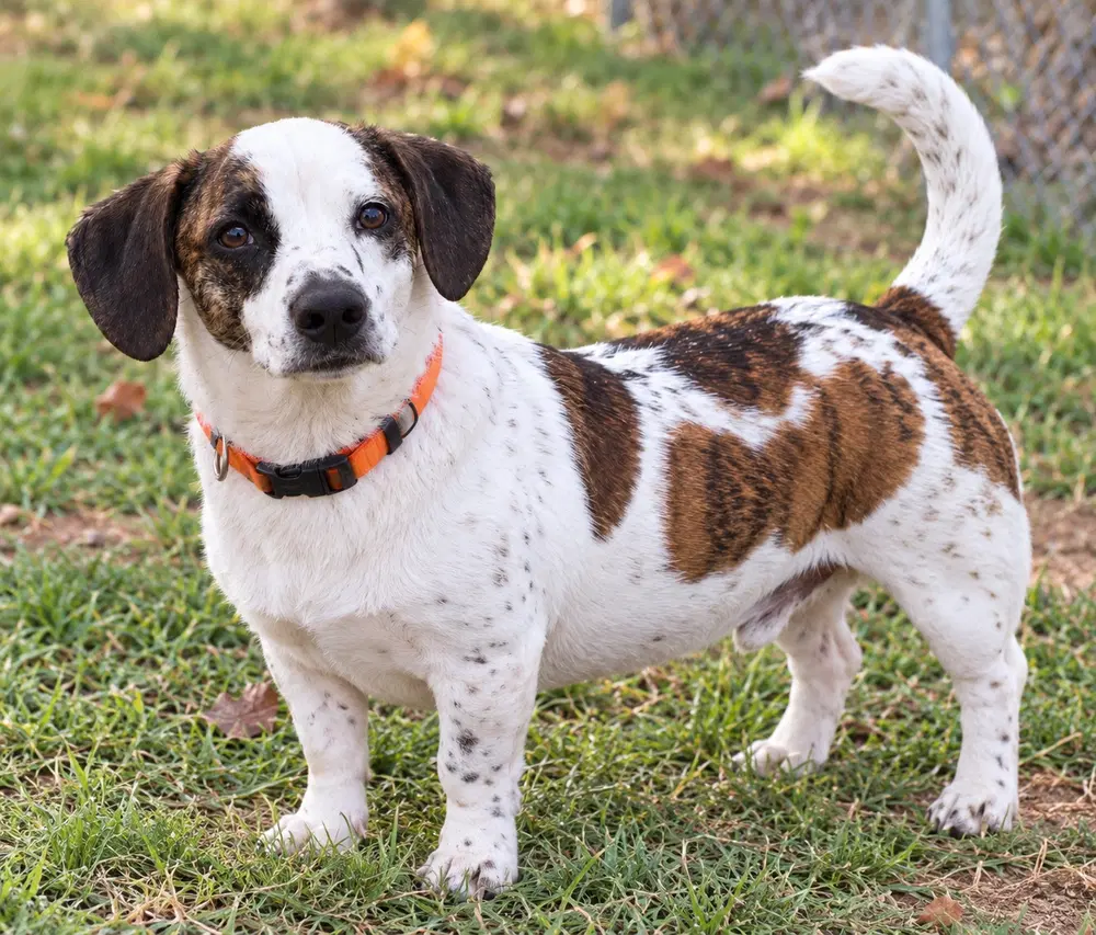 Spot - Beagle