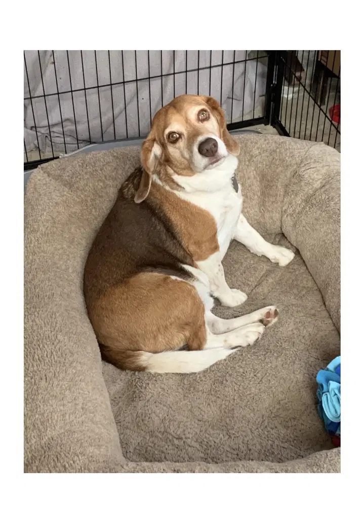 Jackson - Beagle