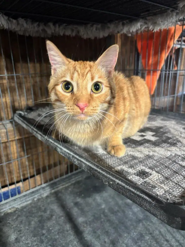 Butterball - Domestic Short Hair