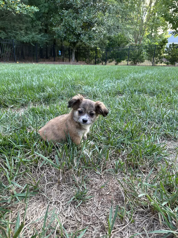 Milly image 2