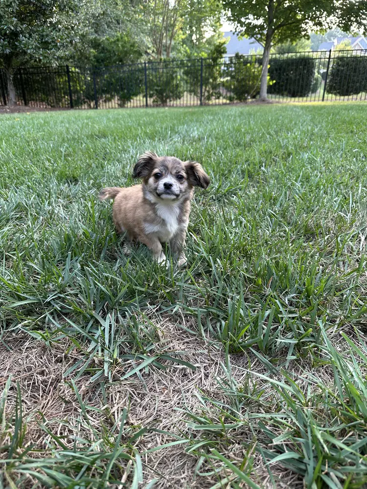 Milly image 3