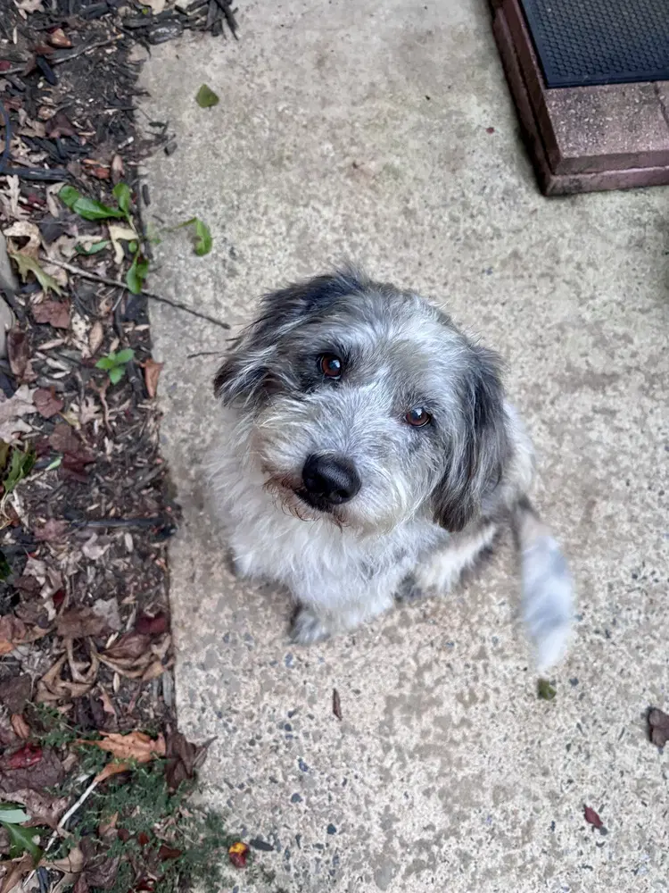 Buddy - Old English Sheepdog