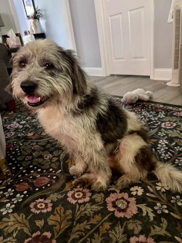 Buddy image 2