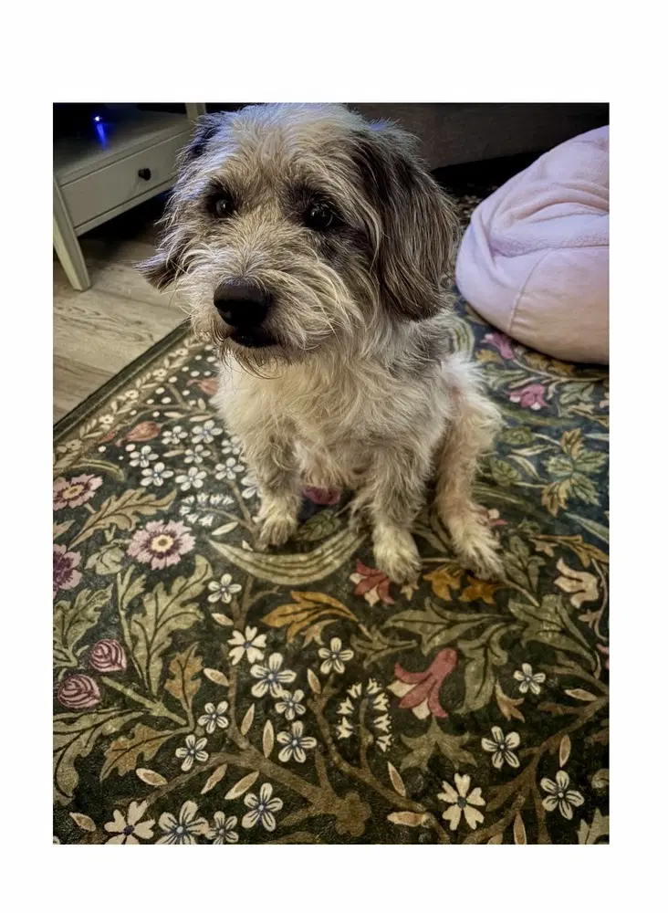 Buddy image 3