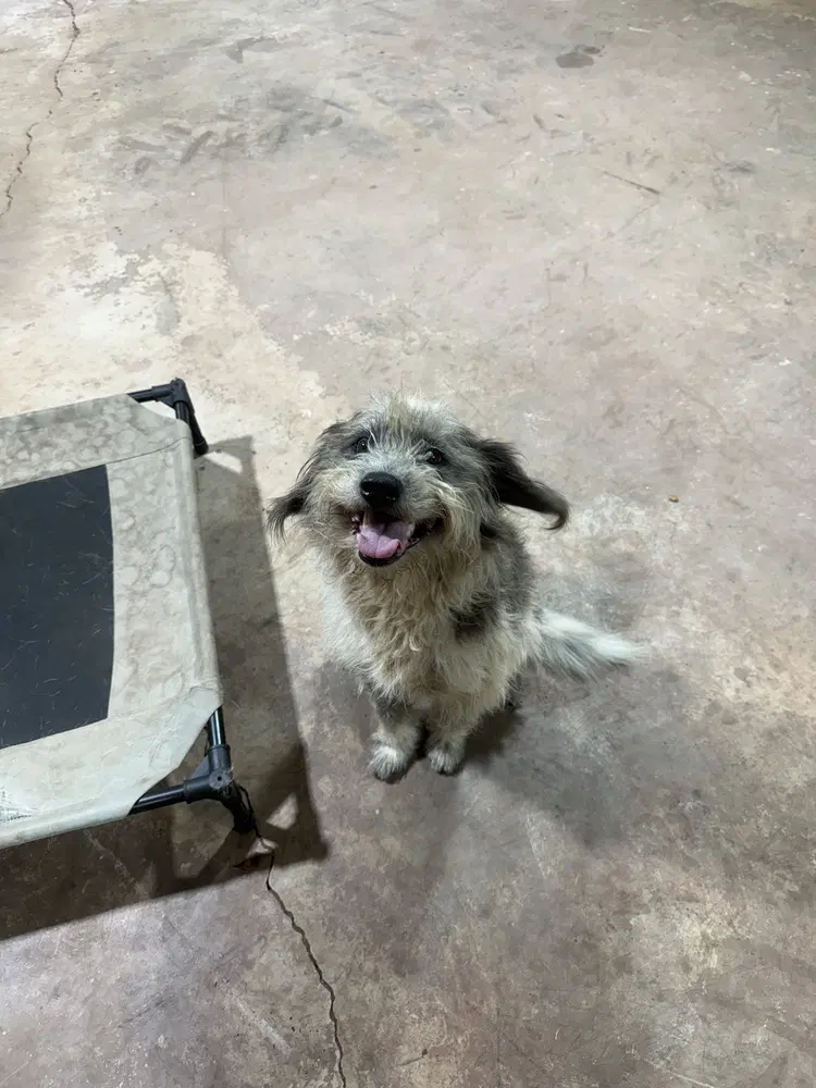 Buddy image 4