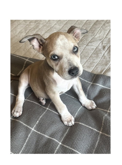 Dolly photo 1