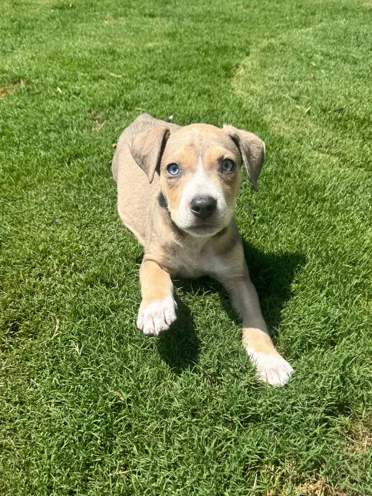 Charlie image 2