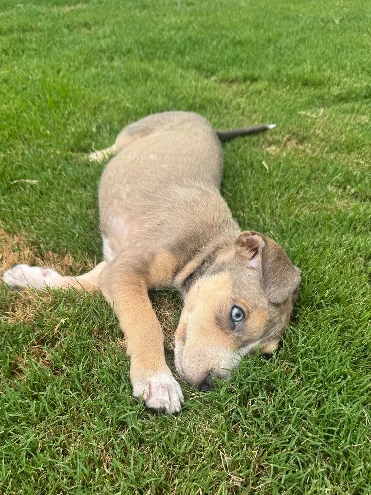 Charlie image 3
