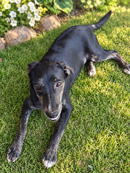 Ranger, a dog for adoption from Piedmont Animal Rescue