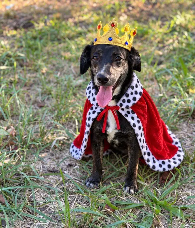 Ranger - Terrier