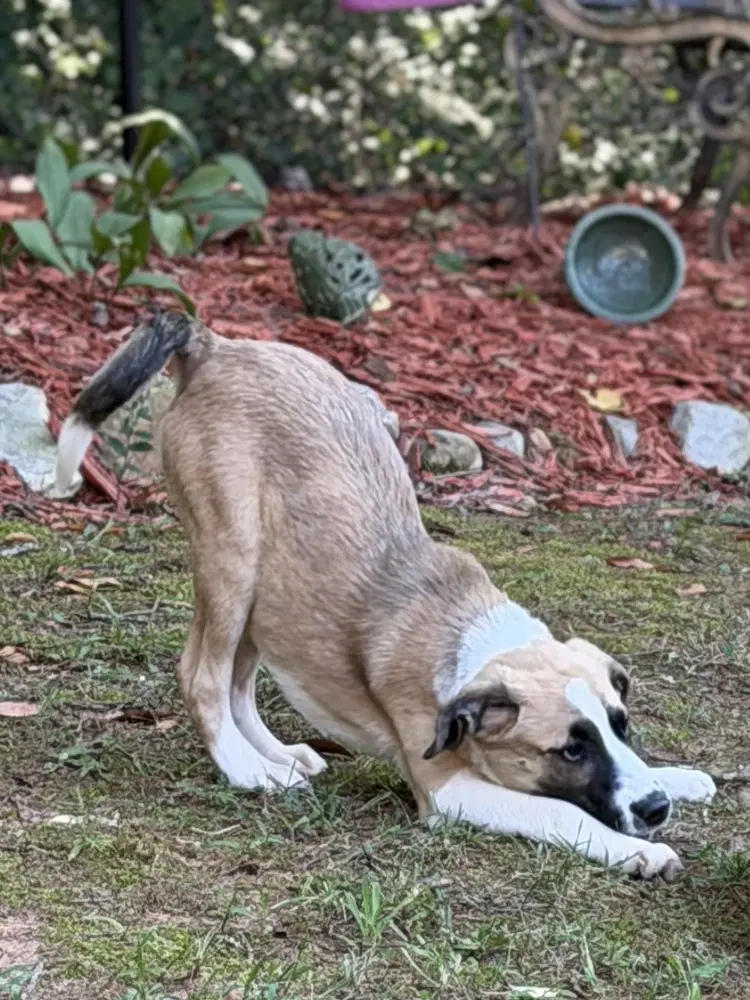 Jack image 4